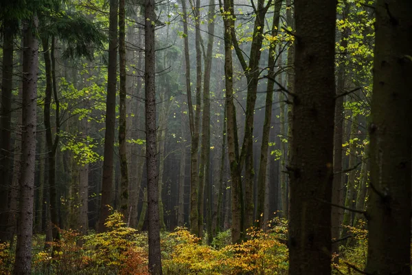 Kolorowe Jesienne Kolory Lasu Liści Leśnej Podłodze Park Narodowy Harz — Zdjęcie stockowe