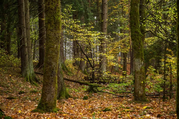 Kolorowe Jesienne Kolory Lasu Liści Leśnej Podłodze Park Narodowy Harz — Zdjęcie stockowe