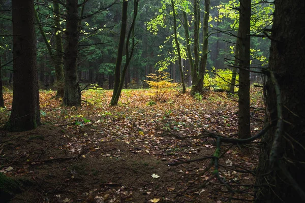 Πολύχρωμα Φθινοπωρινά Χρώματα Του Δάσους Και Φύλλα Στο Πάτωμα Του — Φωτογραφία Αρχείου