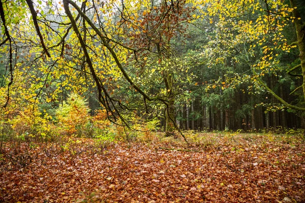 五彩缤纷的秋天的森林和树叶在森林地面上 哈茨国家公园 — 图库照片
