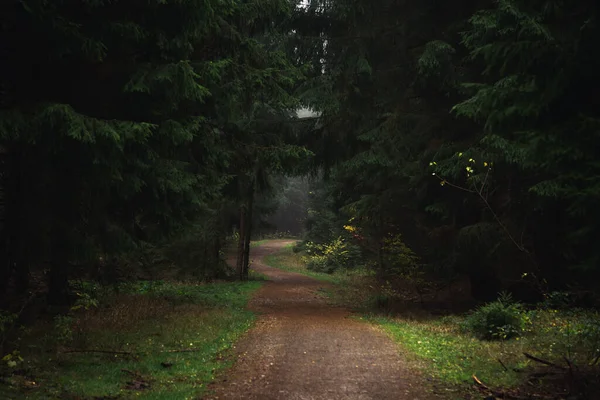 Σκούρο Ομιχλώδες Ομιχλώδες Δάσος Άποψη Φόντο — Φωτογραφία Αρχείου
