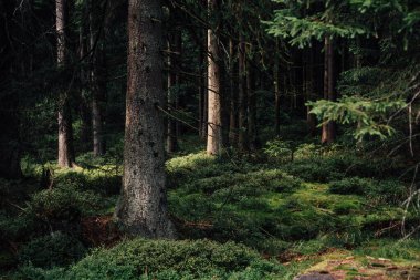 Dense coniferous forest in harz mountains