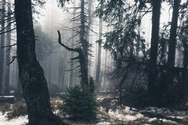 Karanlık sisli orman arka plan görüntüsü