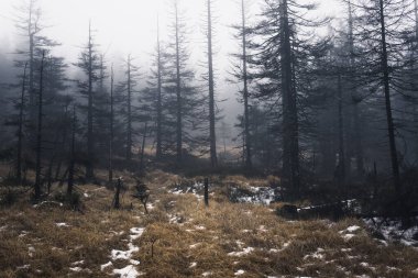 Karanlık sisli orman arka plan görüntüsü