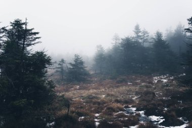 Karanlık sisli orman arka plan görüntüsü