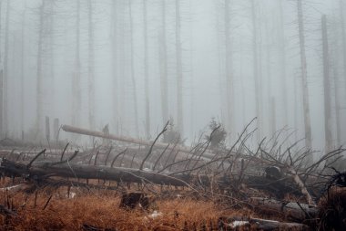 Harz Dağları 'ndaki sisli ormanlar. Eski püskü