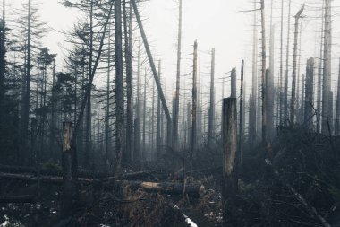 Harz Dağları 'ndaki sisli korkunç ölü orman. Ormanda ölü ağaç gövdeleri duruyor.