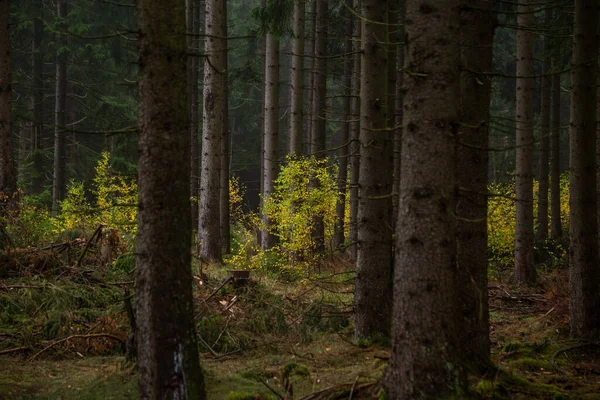 Dunkler Nebel Neblig Wald Hintergrundansicht — Stockfoto