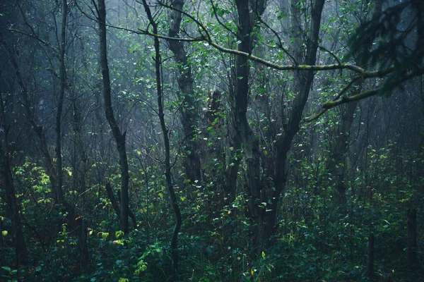 Dunkler Nebel Neblig Wald Hintergrundansicht — Stockfoto