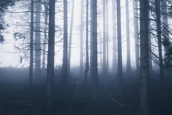 Vue Arrière Plan Forêt Brumeuse Sombre — Photo