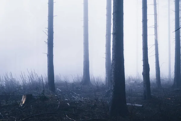 Tmavé Mlhavé Lesní Pozadí Pohled — Stock fotografie