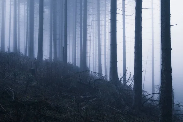 Escuro Nevoeiro Floresta Nevoeiro Fundo Vista — Fotografia de Stock