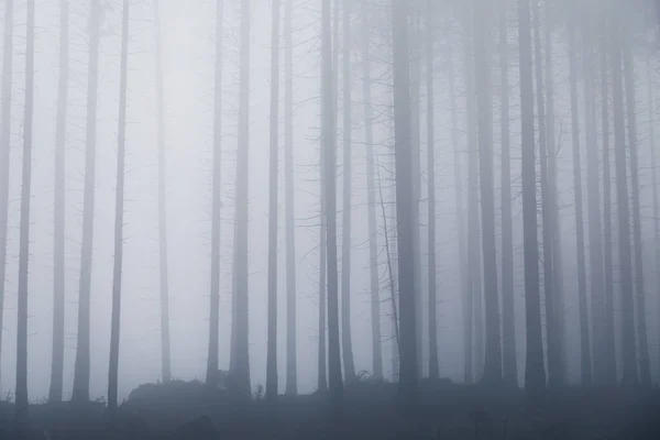 Dark Misty Foggy Forest Background View — Stock Photo, Image
