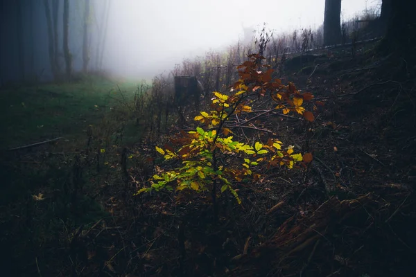 Scuro Nebbioso Foresta Nebbiosa Sfondo Vista — Foto Stock