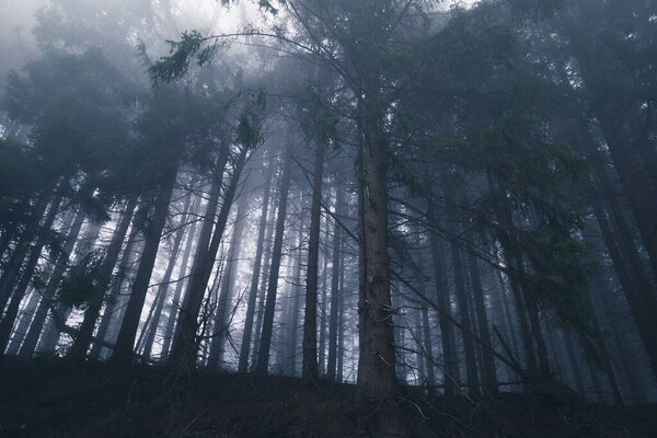 Dark misty foggy forest background view