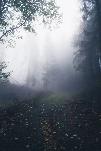 Escuro Nevoeiro Floresta Nevoeiro Fundo Vista — Fotografia de Stock