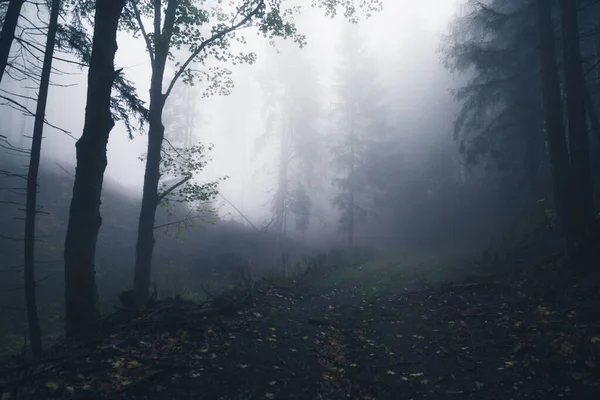 Floresta Nebulosa Com Nevoeiro Nebuloso Pela Manhã — Fotografia de Stock