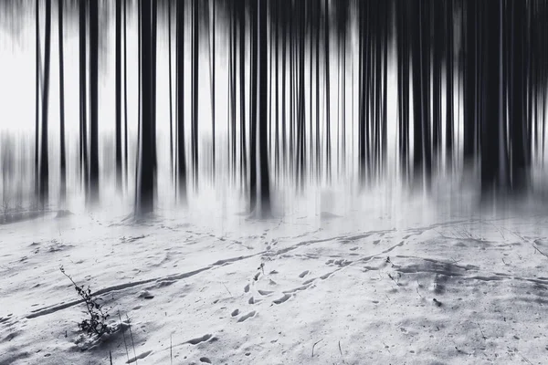 Scuro Nebbioso Foresta Nebbiosa Sfondo Vista — Foto Stock