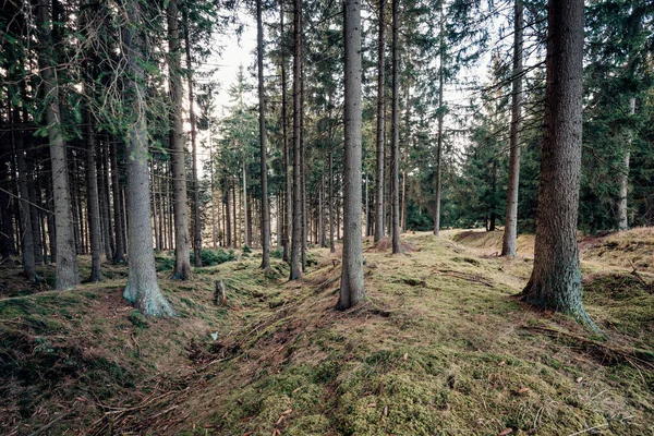 Вид Красивый Зеленый Лес Деревьями Переднем Плане — стоковое фото