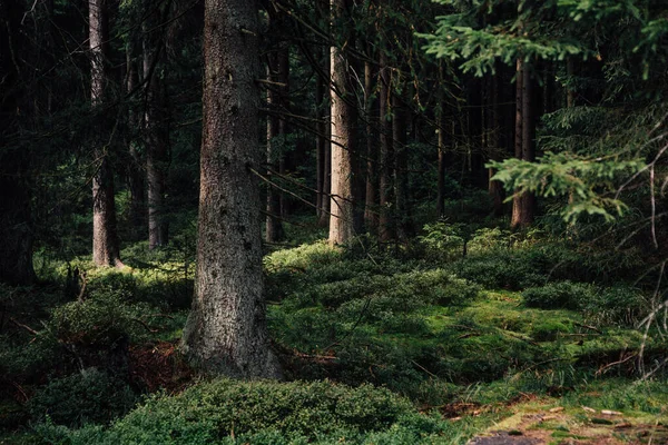 Foresta Conifere Densa Montagne Harz — Foto Stock