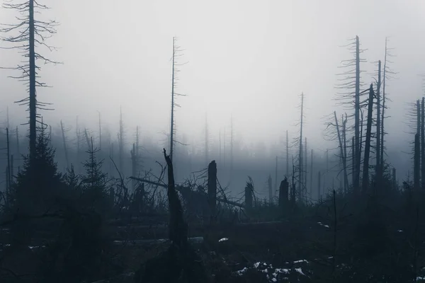 Dunkler Nebel Neblig Wald Hintergrundansicht — Stockfoto