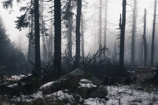 Dunkler Nebel Neblig Wald Hintergrundansicht — Stockfoto