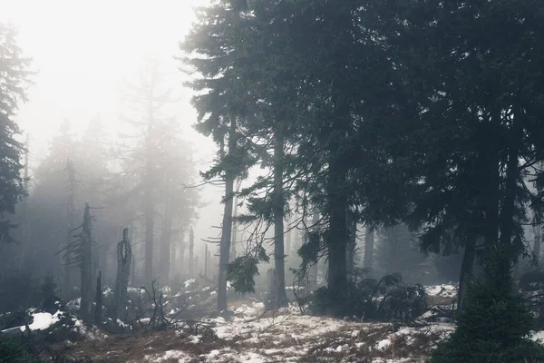 Tmavé Mlhavé Lesní Pozadí Pohled — Stock fotografie