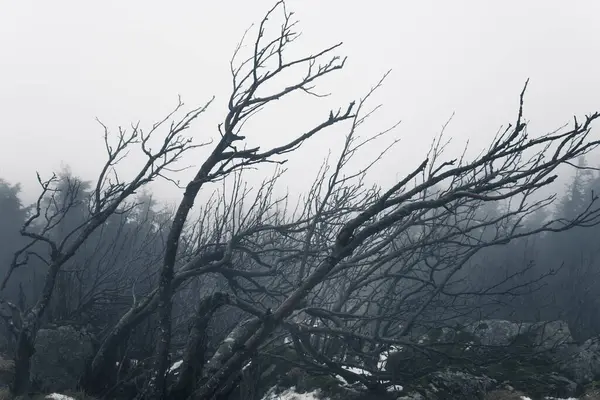 Oscuro Neblinoso Bosque Niebla Vista Fondo —  Fotos de Stock