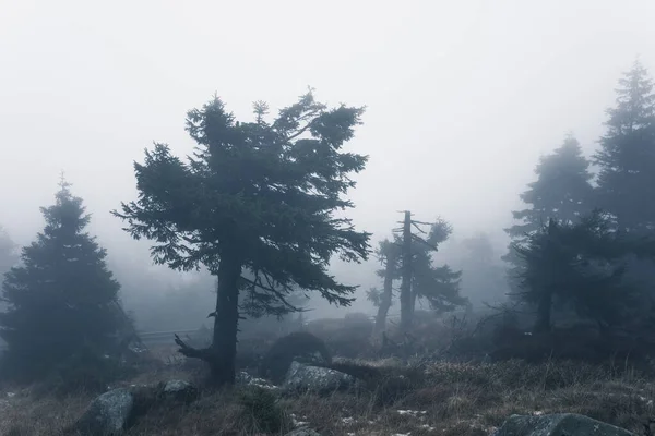 Ciemna Mgła Mglisty Las Tło Widok — Zdjęcie stockowe