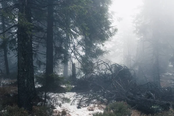 Dark Misty Foggy Forest Background View — Stock Photo, Image