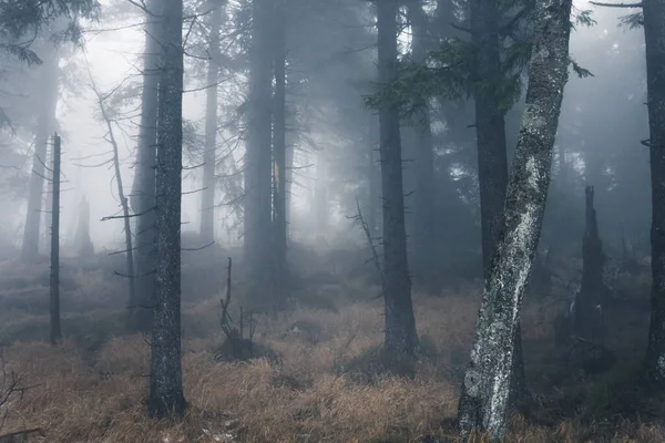 Donker Mistig Mistig Bos Achtergrond Uitzicht — Stockfoto