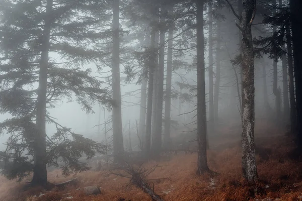 Dark Misty Foggy Forest Background View — Stock Photo, Image