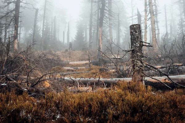 Karanlık sisli orman arka plan görüntüsü