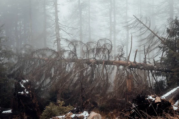 Oscuro Neblinoso Bosque Niebla Vista Fondo —  Fotos de Stock