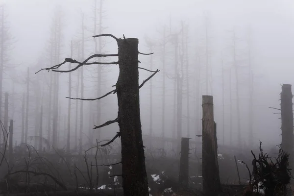 Oscuro Neblinoso Bosque Niebla Vista Fondo — Foto de Stock