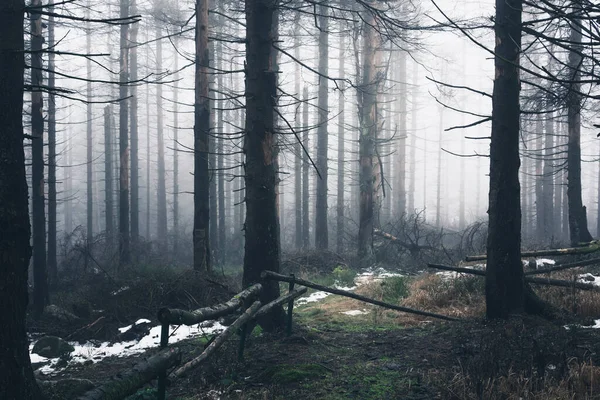 Lumière Vive Dans Sombre Forêt Morte — Photo