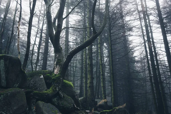 어두운 나무들 — 스톡 사진
