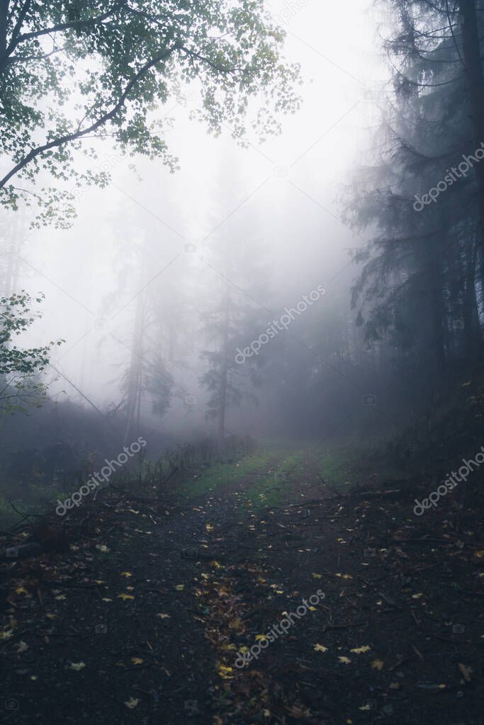 Dark misty foggy forest background view