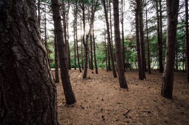 Amrum 'da kozalaklı orman ve güneş ışığı
