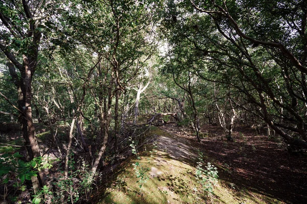 Forêt Dense Dans Vogelkoje Sur Amrum — Photo