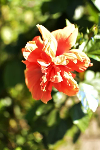 Flor Hibisco Rojo Jardín — Foto de Stock