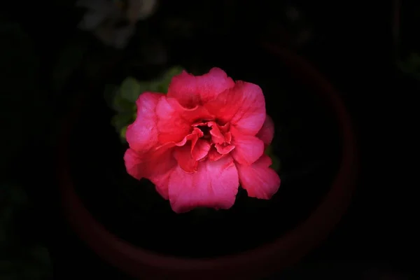 Flor Rosa Branca Preto — Fotografia de Stock