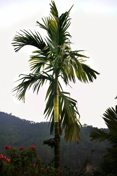 Sylwetka Pojedynczej Palmy — Zdjęcie stockowe