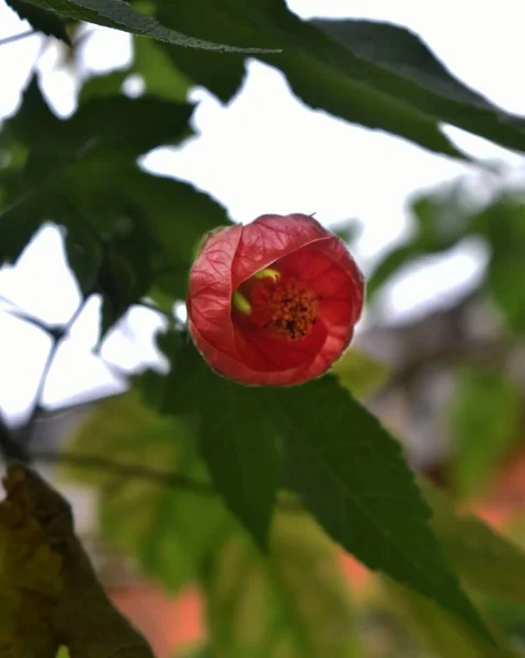 Czerwony Kwiat Gałęzi — Zdjęcie stockowe