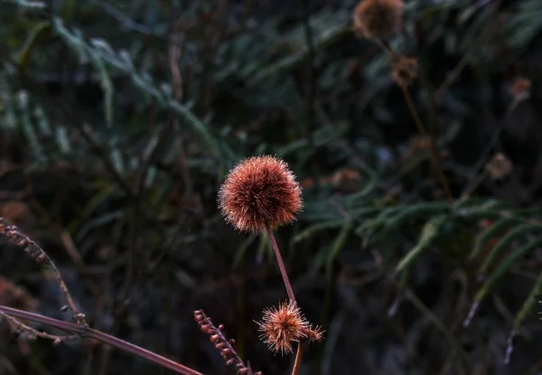 Цветок Поле — стоковое фото