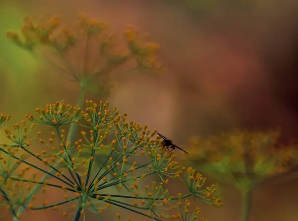 Пчела Цветке — стоковое фото
