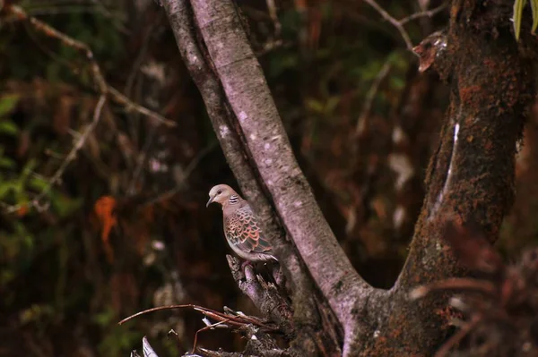 Oiseau Dans Les Bois — Photo