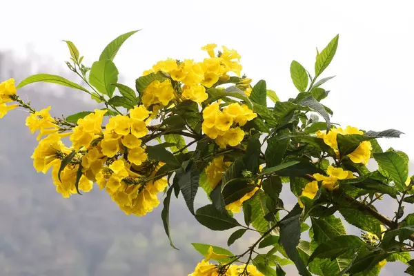 Wiązanka Żółtych Kwiatów — Zdjęcie stockowe