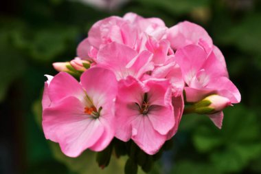 Pembe ve beyaz sardunya çiçeği