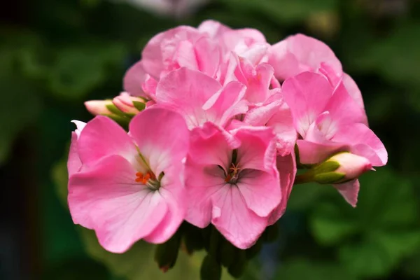 Różowy Biały Kwiat Geranium — Zdjęcie stockowe